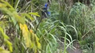 Luccas Melo and The Hunter's bareback anal action on the wall - fetish porn