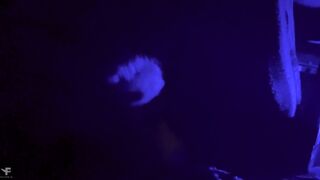 Kit Belove and Falcon Al get aroused on a public bus ride and suck and eat their own jizz - 12 image