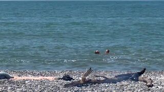 Falcon Al & Kit Belove take turns pounding a beach with intense anal action - 1 image